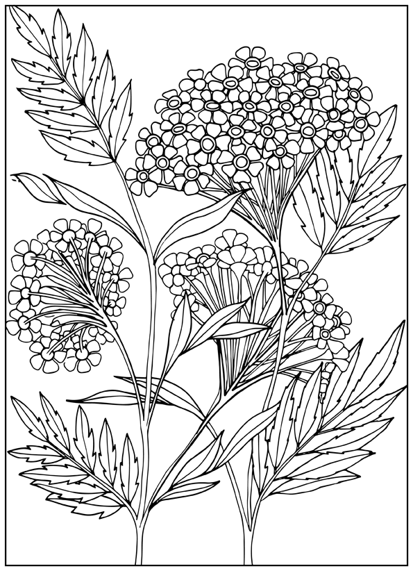 Set of 5 Decorative Flowers Coloring Pages - 3
